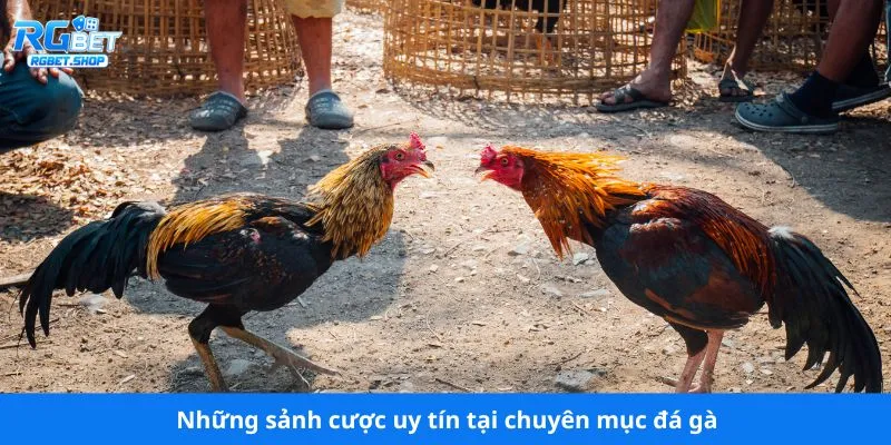 Những sảnh cược uy tín tại chuyên mục đá gà RG BET